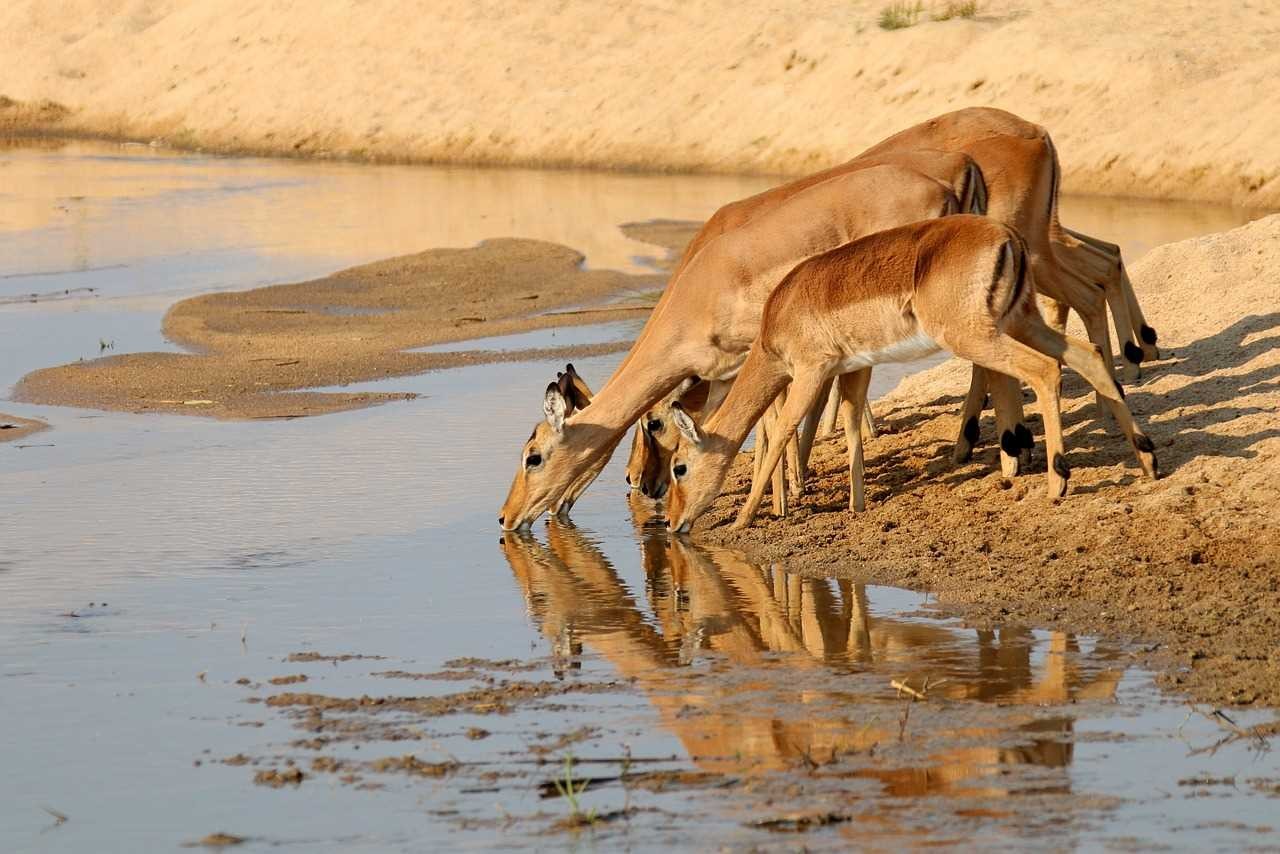 Afrique du Sud